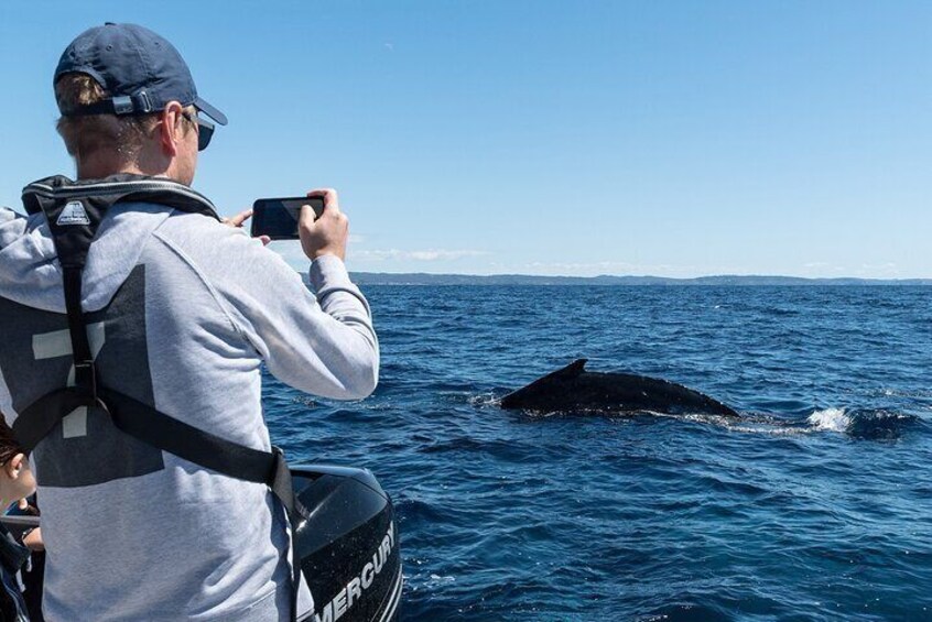 Whales of Sydney Boat Safari