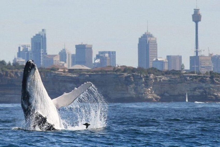 Private Whales of Sydney Safari
