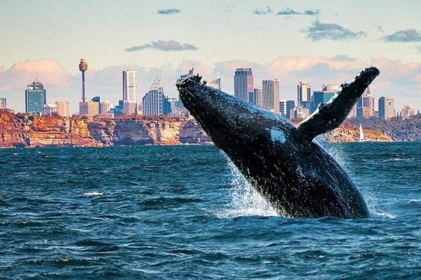 Private Whales of Sydney Safari