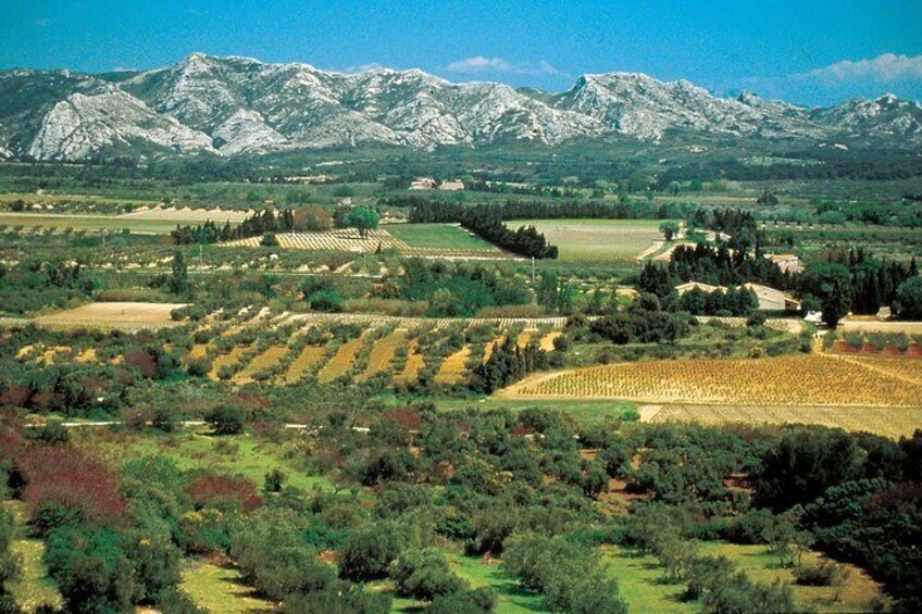 Alpilles and olive trees