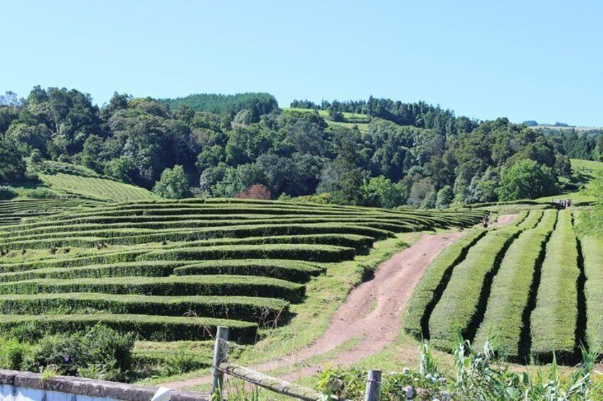 Full Day Furnas