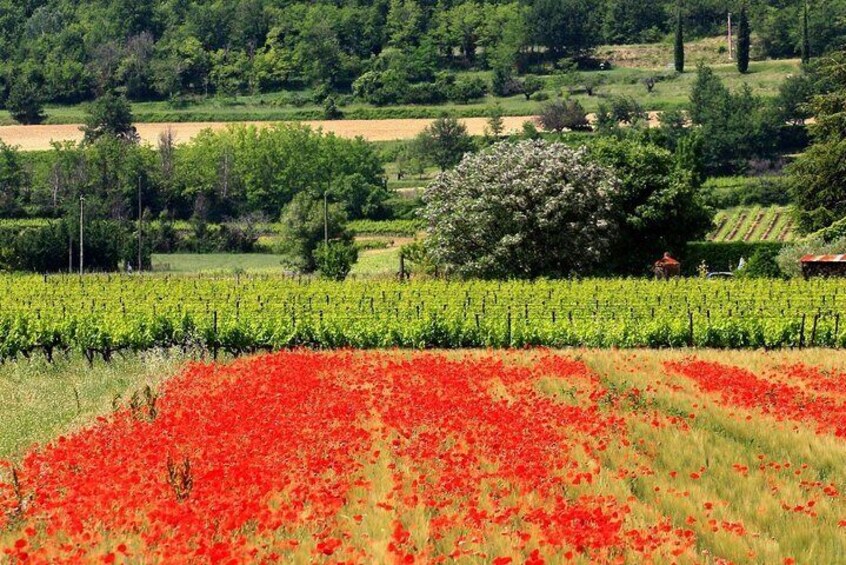 Half Day Hilltop Villages of Luberon Tour from Avignon