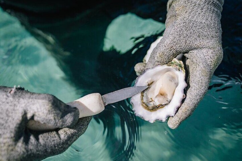 Experience Coffin Bay Short and Sweet Oyster Farm Tour