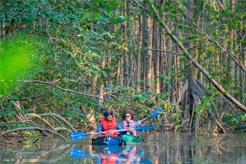Preciosa Platanares Mangrove Forest