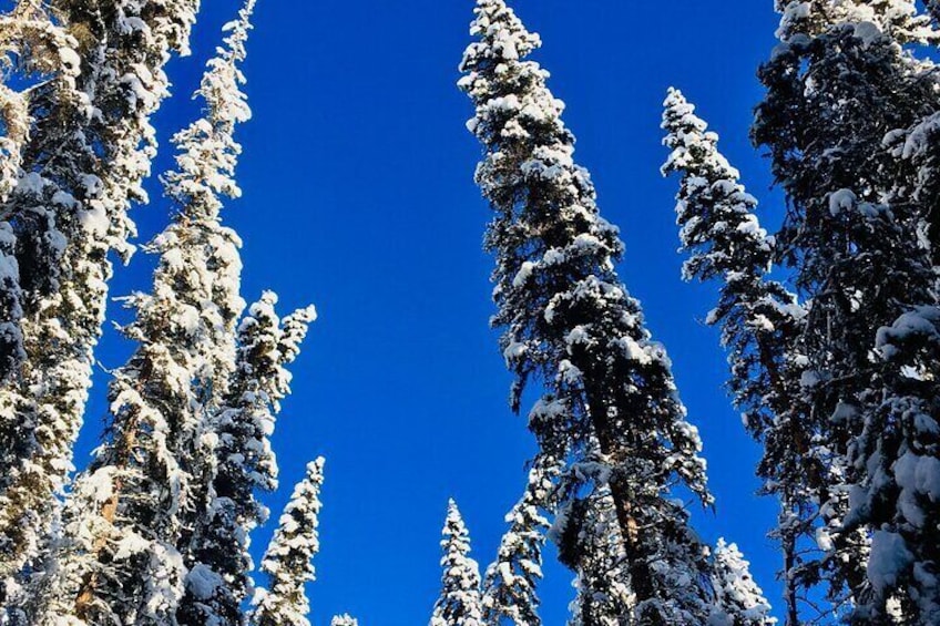 Johnston Canyon Icewalk from Banff AM