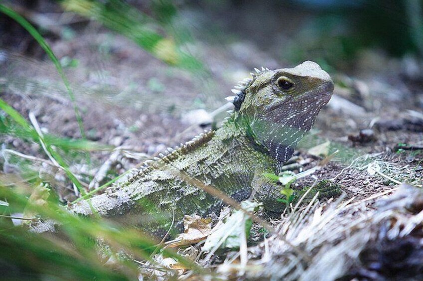 Native Tuatara at Sanctuary Mountain