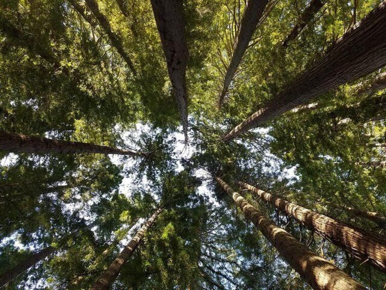 Towering Redwoods