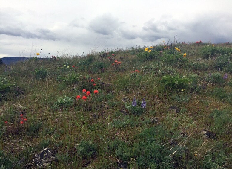 Picture 8 for Activity From Portland: Columbia Gorge Hike and Winery Lunch