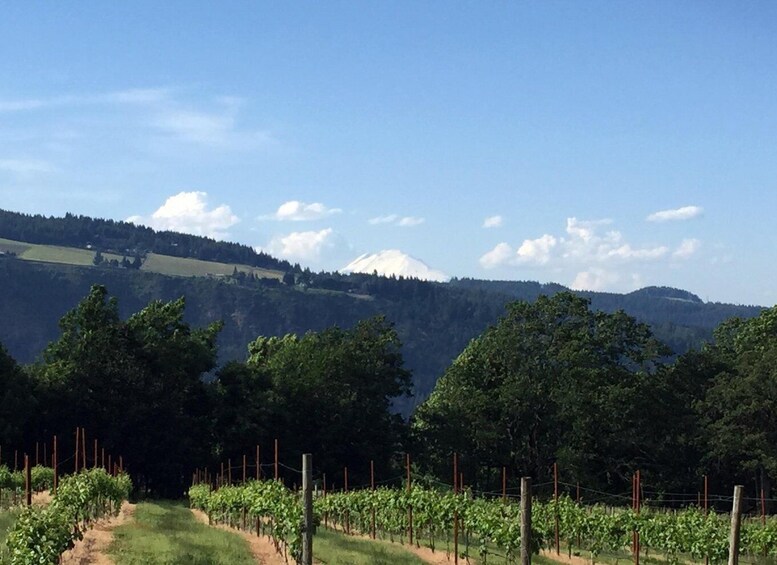 Picture 12 for Activity From Portland: Columbia Gorge Hike and Winery Lunch