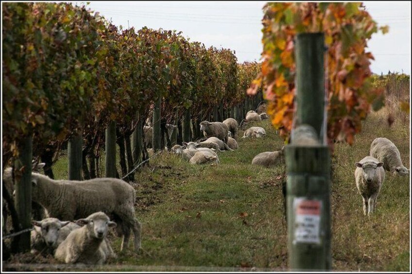 Sheep grazing in the vines with Hawkes Bay Scenic Tours