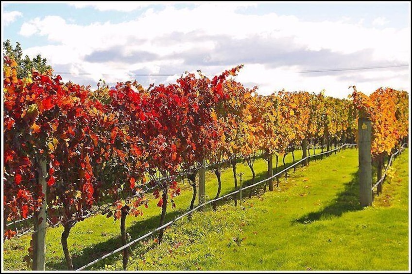 Drive through Vineyards with Hawkes Bay Scenic Tours