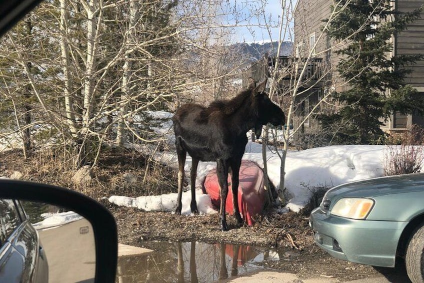 A moose outside Summit county at a neighbor's of mine.