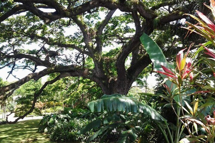 400 year old saman tree.