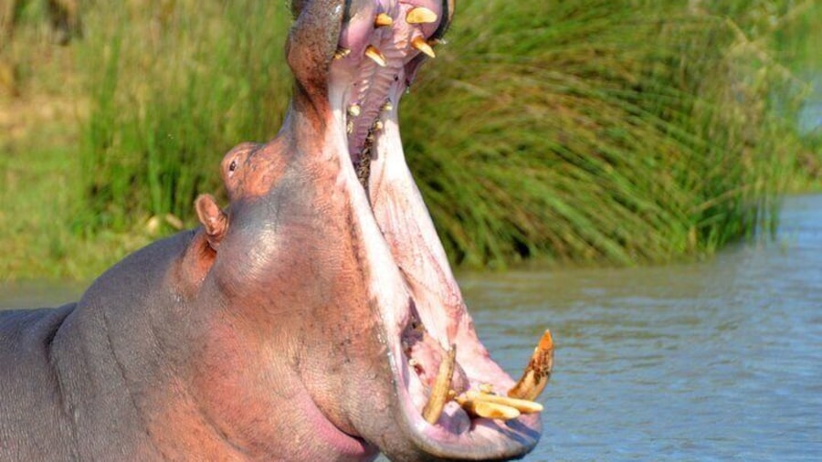 St Lucia Estuary Safari & Emdoneni Wild Cat Project Day Tour from Durban