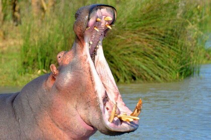 St Lucia Estuary Safari & Emdoneni Wild Cat Project-dagtour vanuit Durban