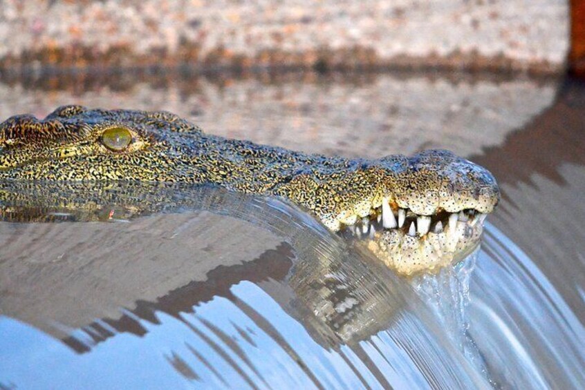 Crocodile at St Lucia Estuary