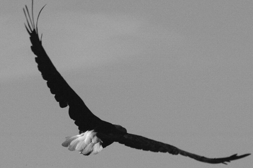 Eagles soar over head
