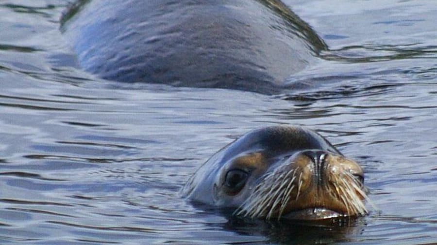 California Sea Lions visit the islands in the spring and late summer