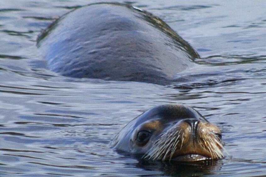 California Sea Lions visit the islands in the spring and late summer