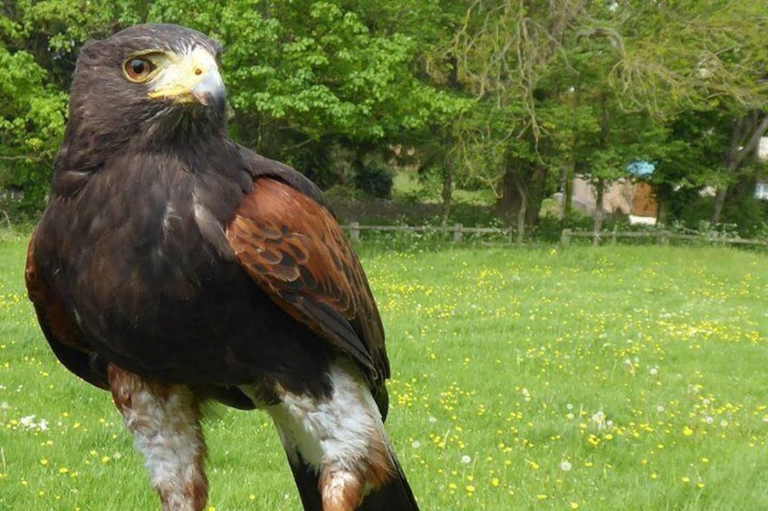 The afternoon includes a visit to a local falconry