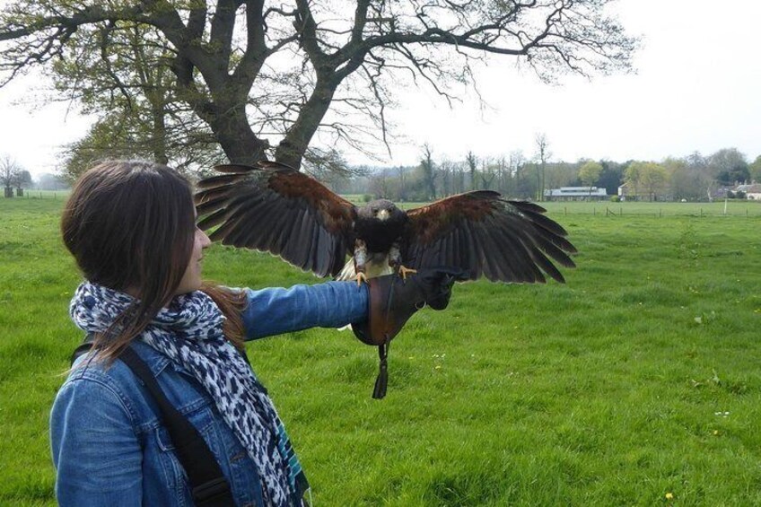 Hawk flying experience