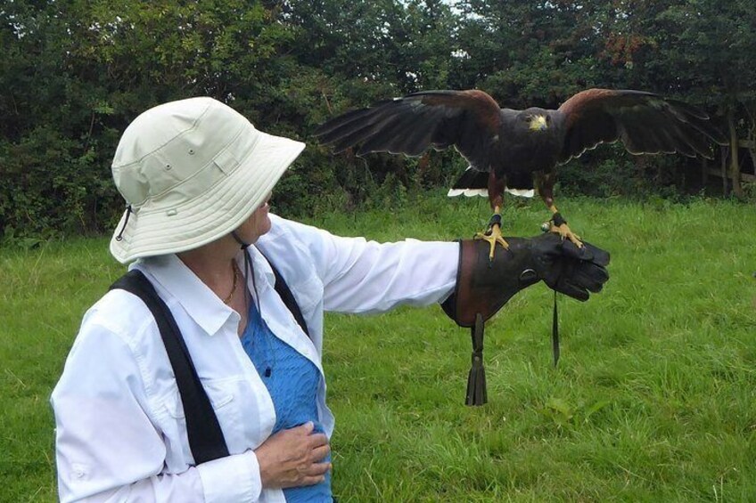 You will have the unique experience of flying a hawk!