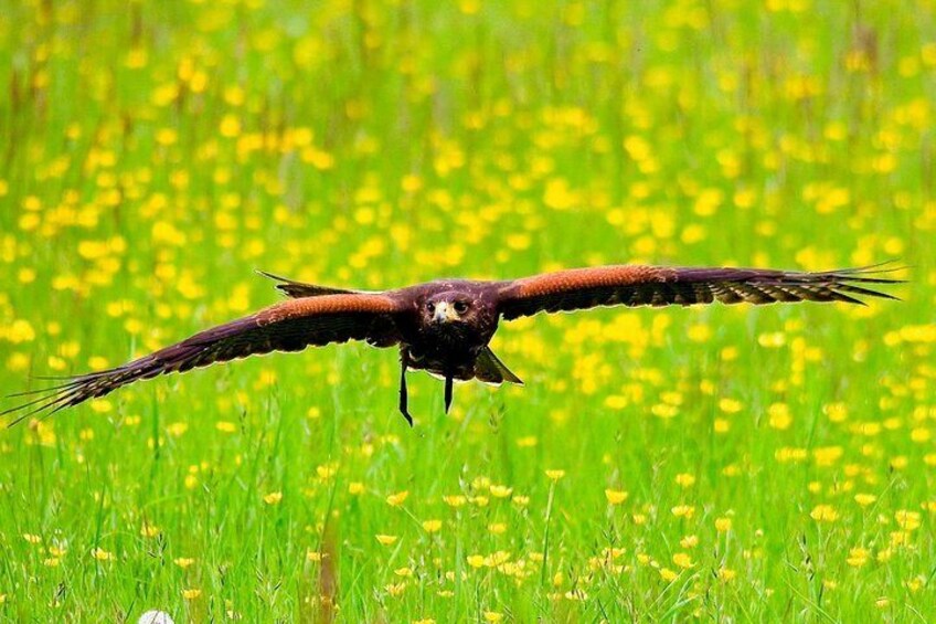 Hawk flying near Bath