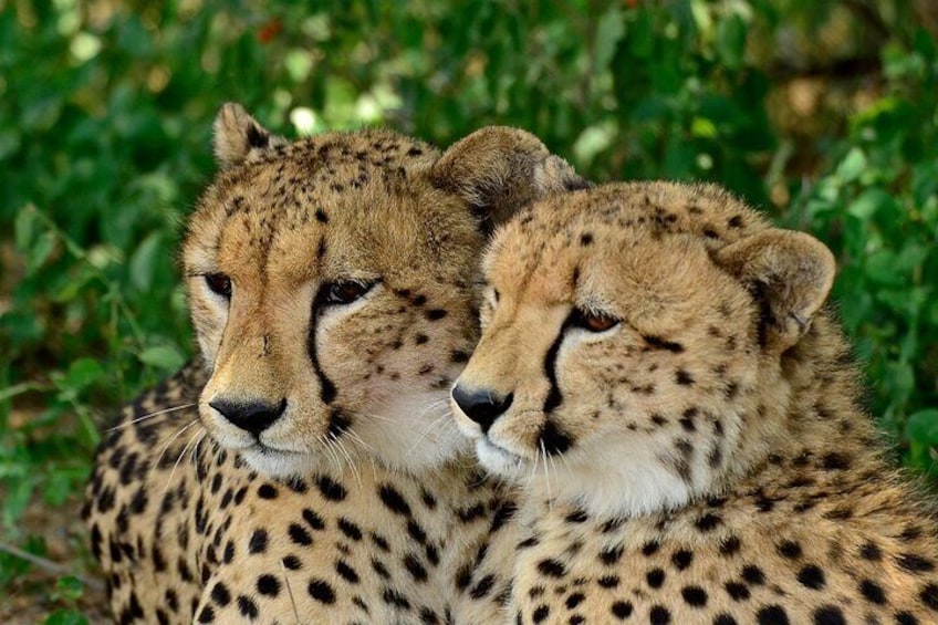 Hluhluwe Safari & Emdoneni Wild Cat Project Day Tour from Durban