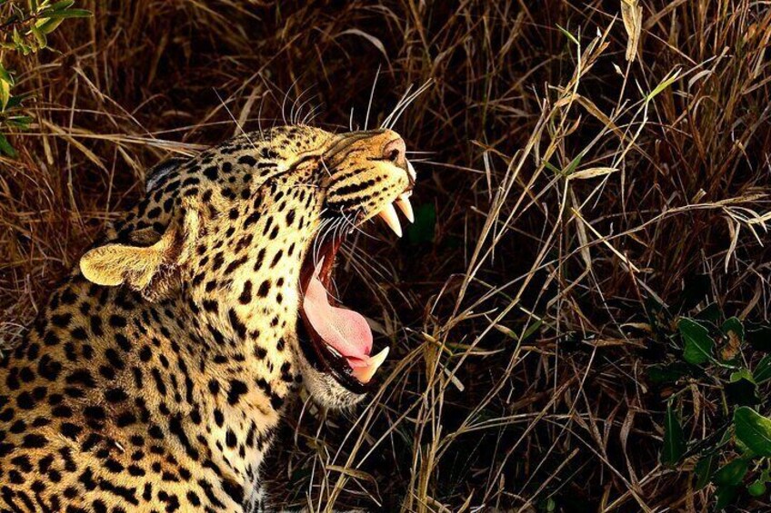 Hluhluwe Imfolozi & Emdoneni Wild Cat Project Day Tour