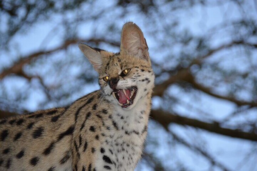 Hluhluwe Imfolozi & Emdoneni Wild Cat Project Day Tour