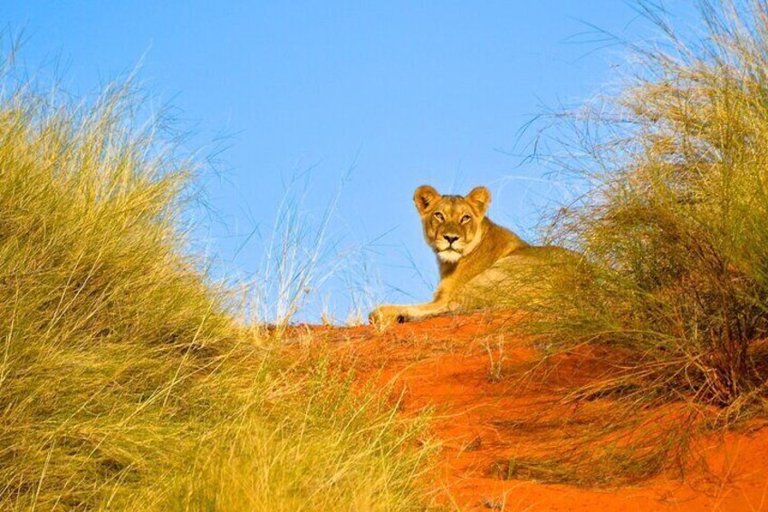 Hluhluwe Imfolozi & Emdoneni Wild Cat Project Day Tour