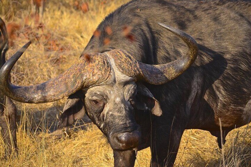 Hluhluwe Imfolozi & Emdoneni Wild Cat Project Day Tour