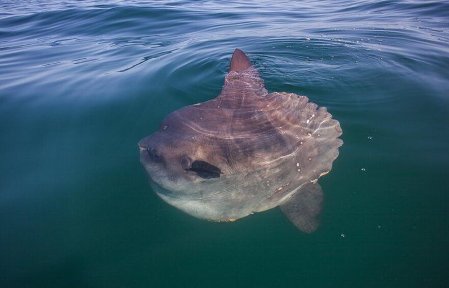 Sunfish are common sightings on our trips