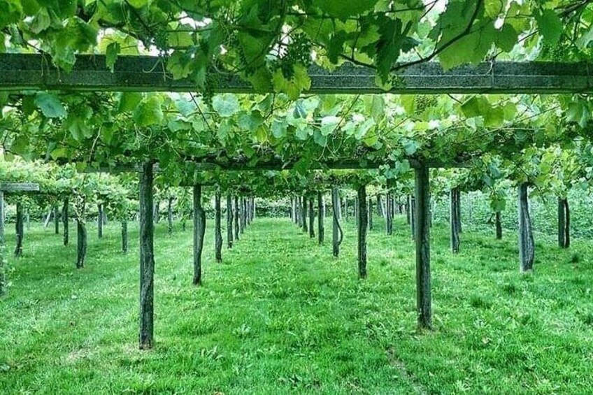 Albariño Vineyards