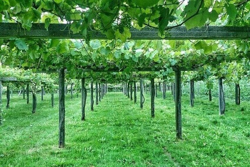 Albariño Vineyards
