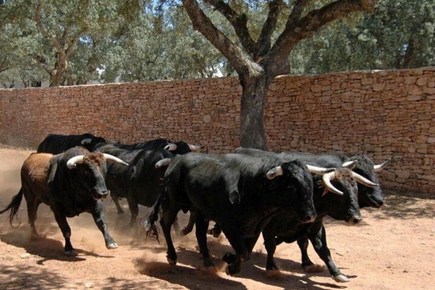 Andalucia Bull and Horse Farm and Ronda Private Tour from Malaga