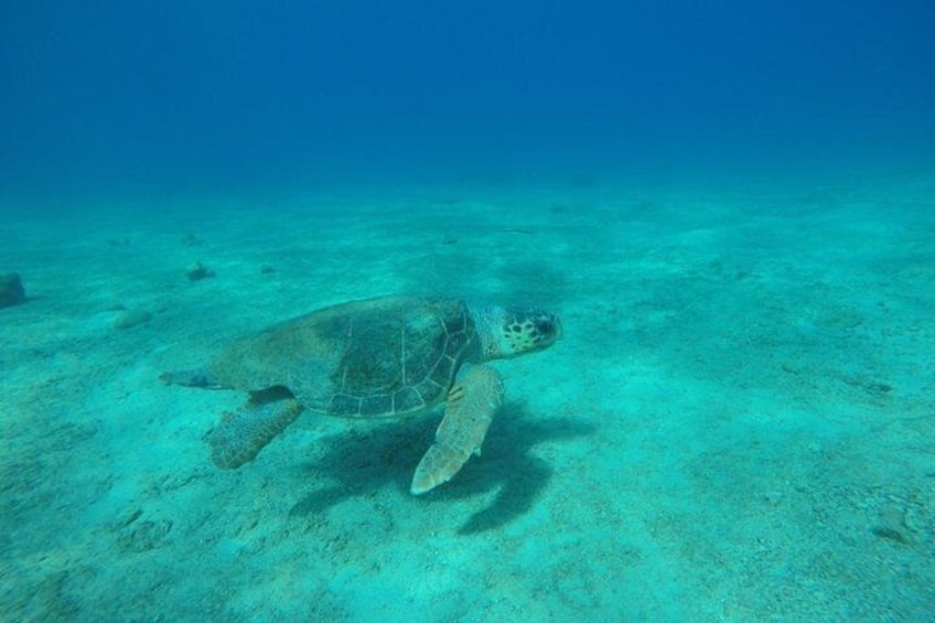 Turtle in Kas Island 