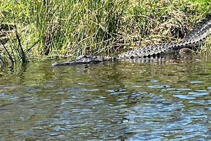 Kayak Tour Of The Honey Island Swamp and Backwaters