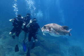 Discover Scuba Guided Introduction Dives