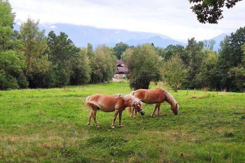 Dragon Slayer Way Beer Hike Food Experience Private Tour (departs Munich)