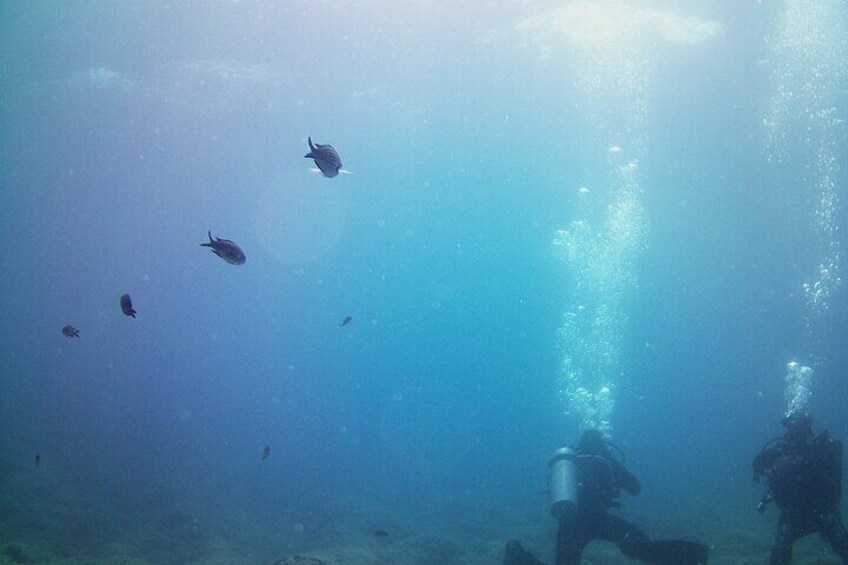 Double Shore Dive (certified divers)