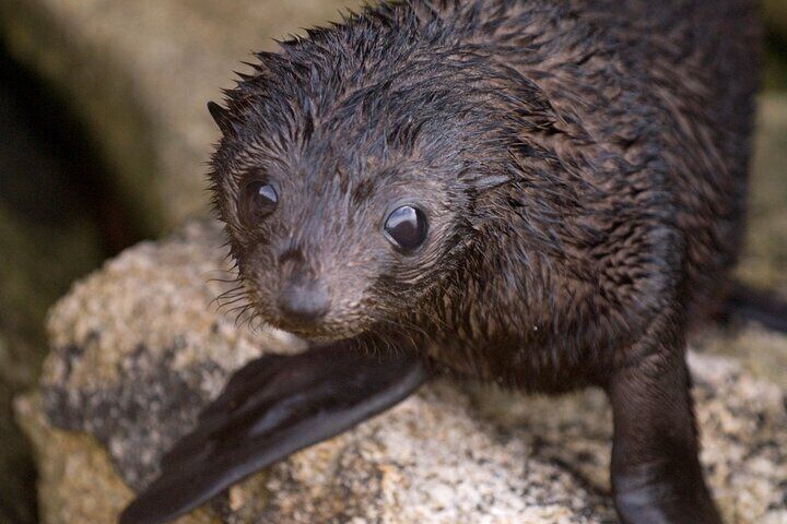 Abel Tasman Kayaks, New Zealand Fur Seals