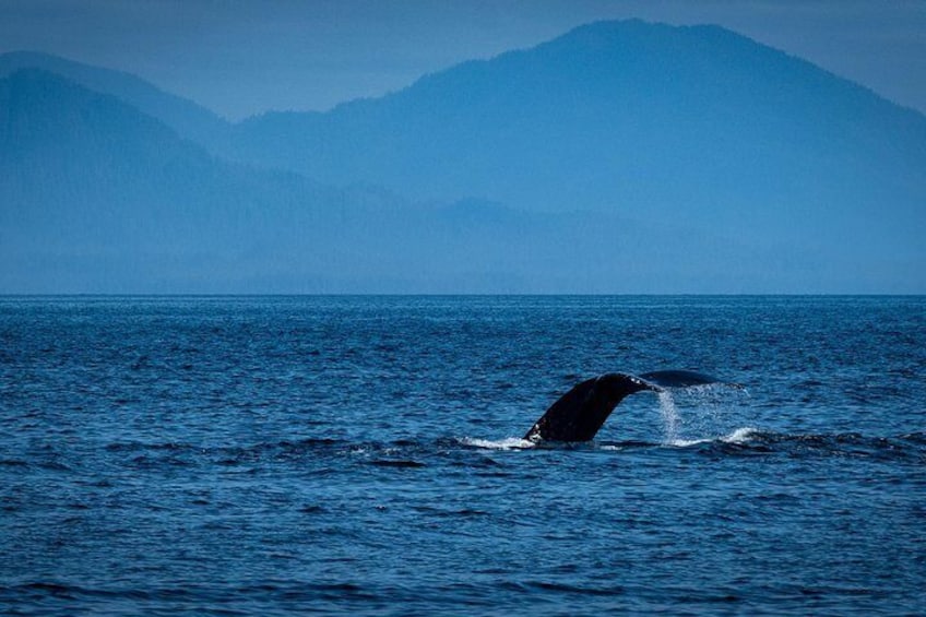 Especially in May & September, you might even see a humpback whale.