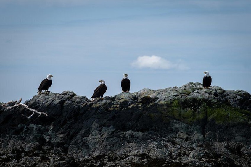 American bald eagles