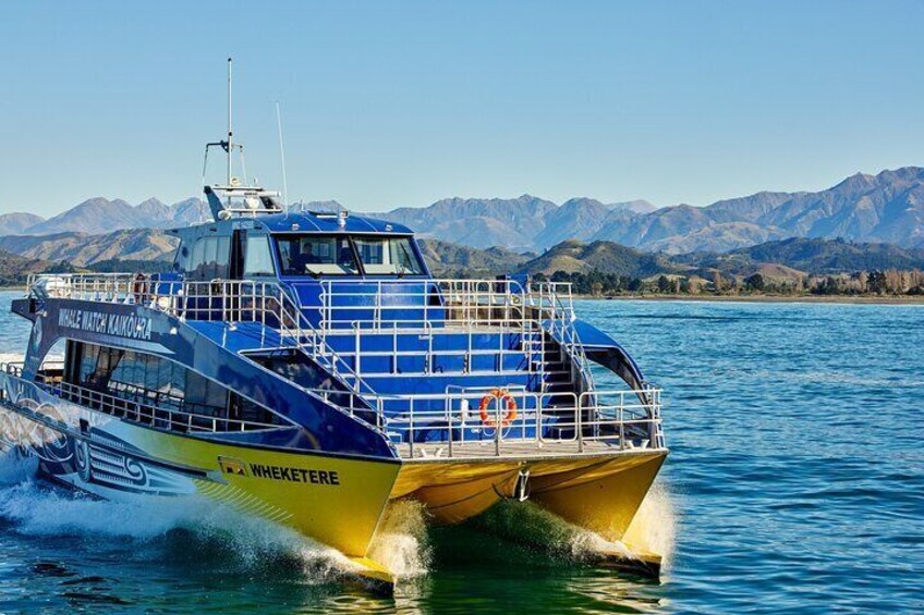 Kaikoura Whale Watching - Small Group Tour