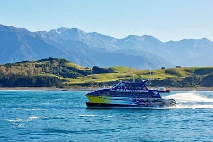 Kaikoura Whale Watching - Exclusive, Small Group Tour