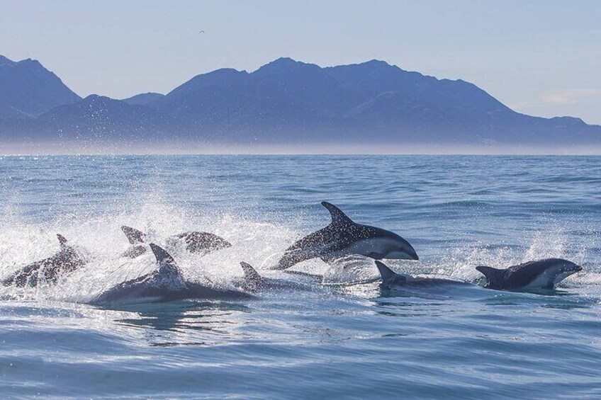 Kaikoura Whale Watching - Small Group Tour