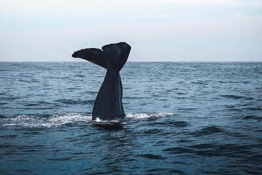 Kaikoura Day Tour with Whale Watching