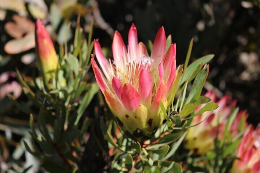 Protea Repens