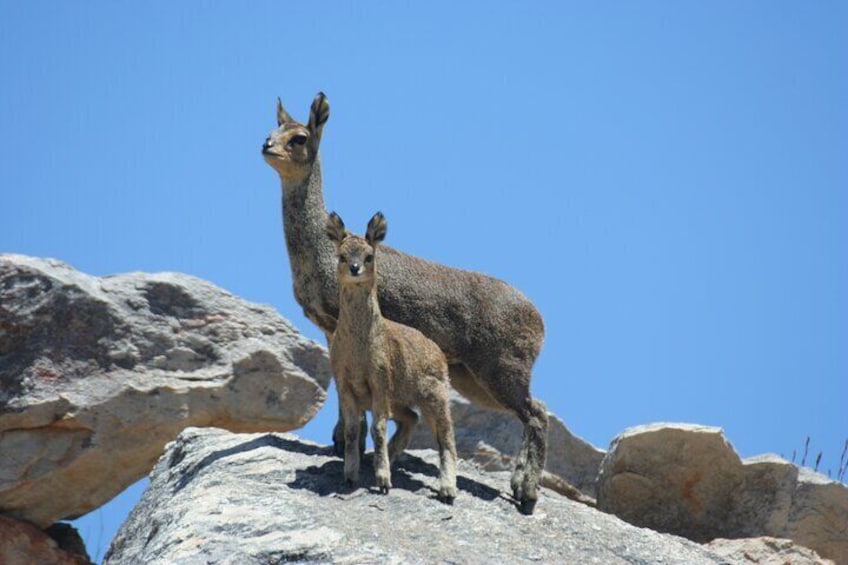 Klipspringer antelope